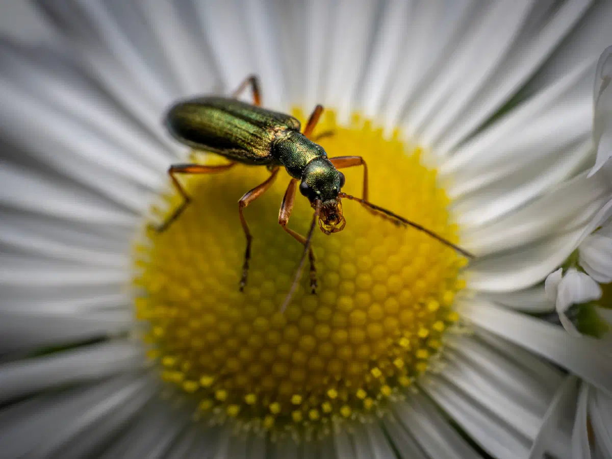 Graugrüner Schenkelkäfer