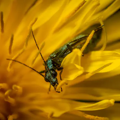 Graugrüner Schenkelkäfer
