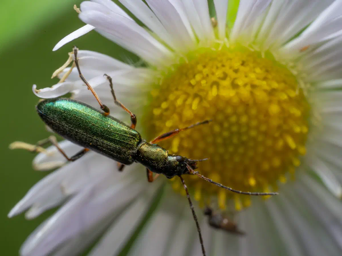 Graugrüner Schenkelkäfer