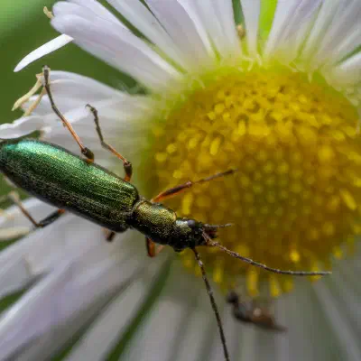Graugrüner Schenkelkäfer