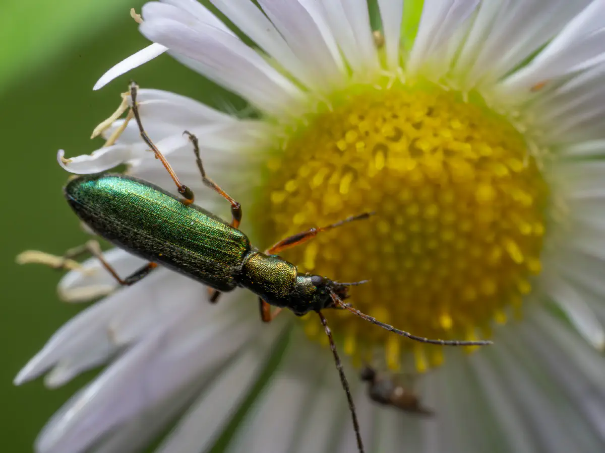 Graugrüner Schenkelkäfer
