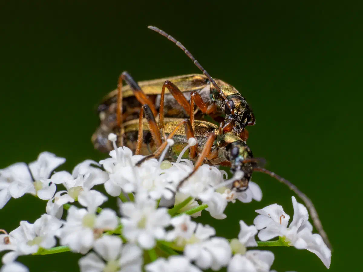 Graugrüner Schenkelkäfer