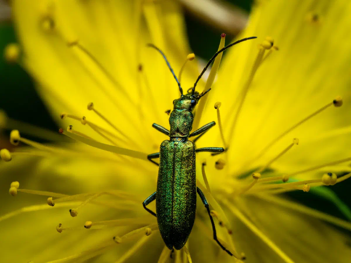 Graugrüner Schenkelkäfer