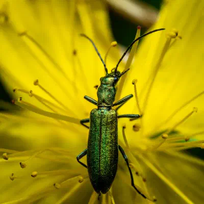 Graugrüner Schenkelkäfer