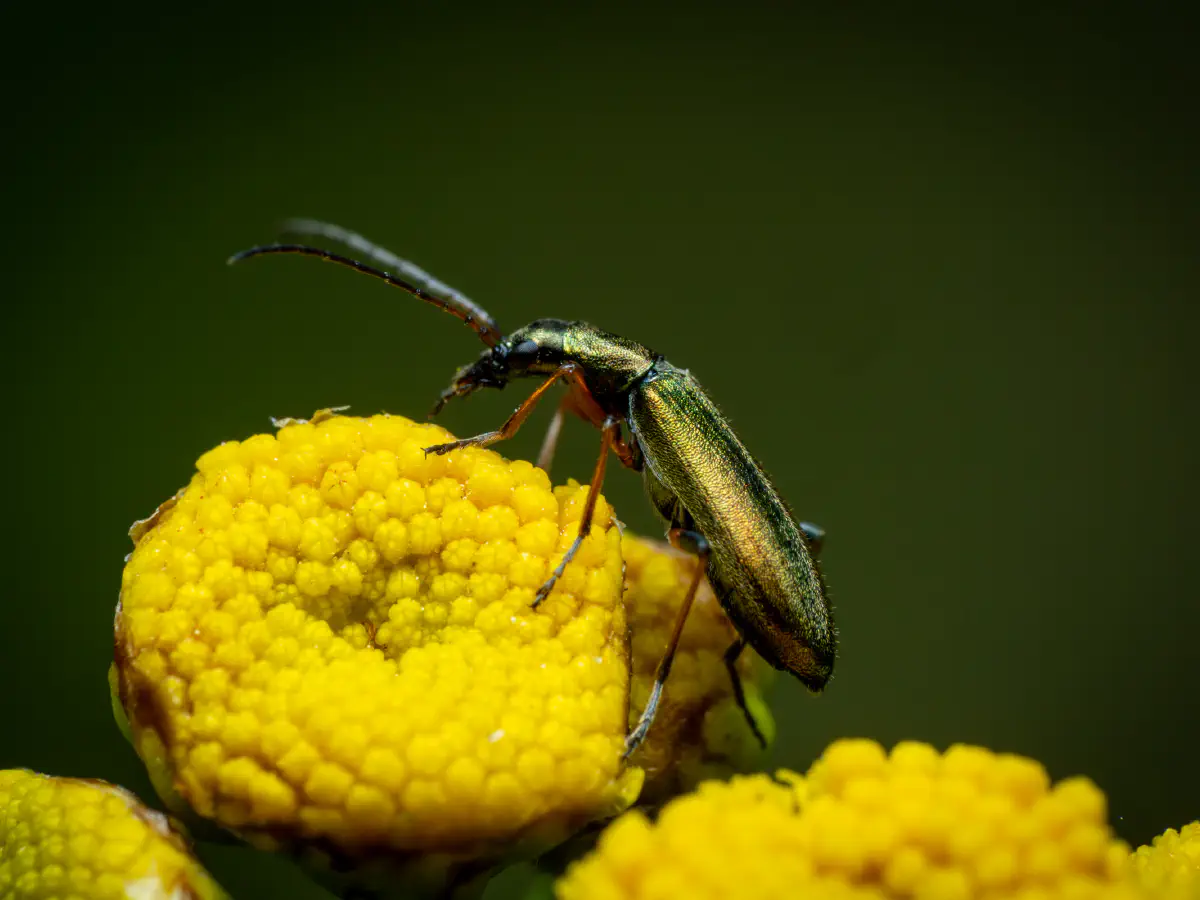 Graugrüner Schenkelkäfer
