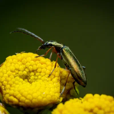 Graugrüner Schenkelkäfer