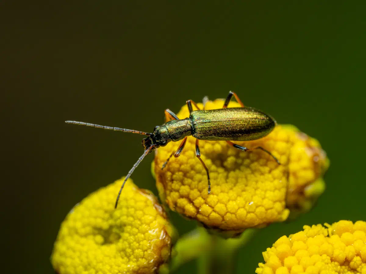 Graugrüner Schenkelkäfer