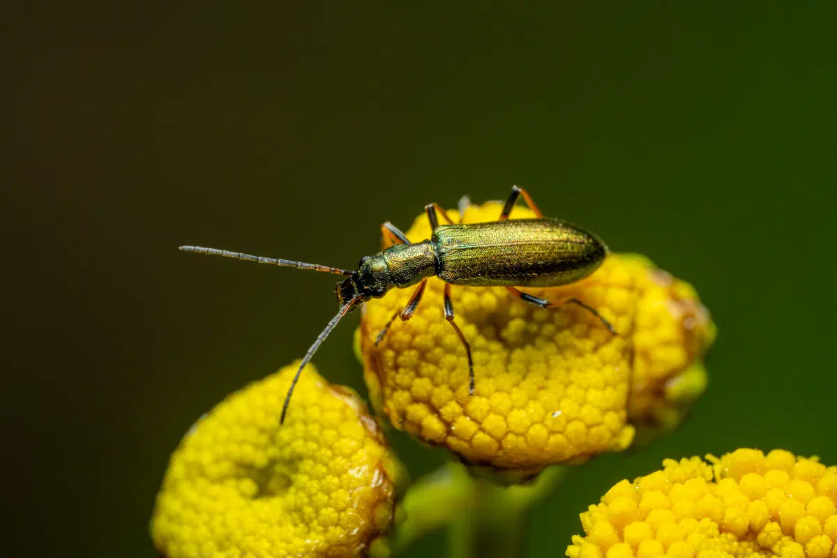 Graugrüner Schenkelkäfer