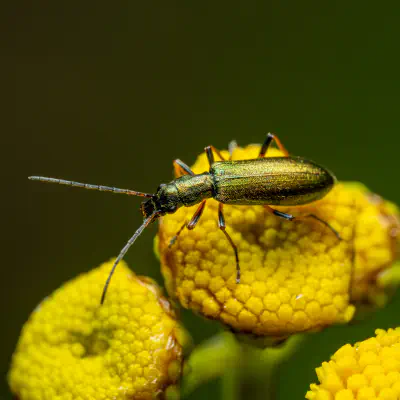 Graugrüner Schenkelkäfer