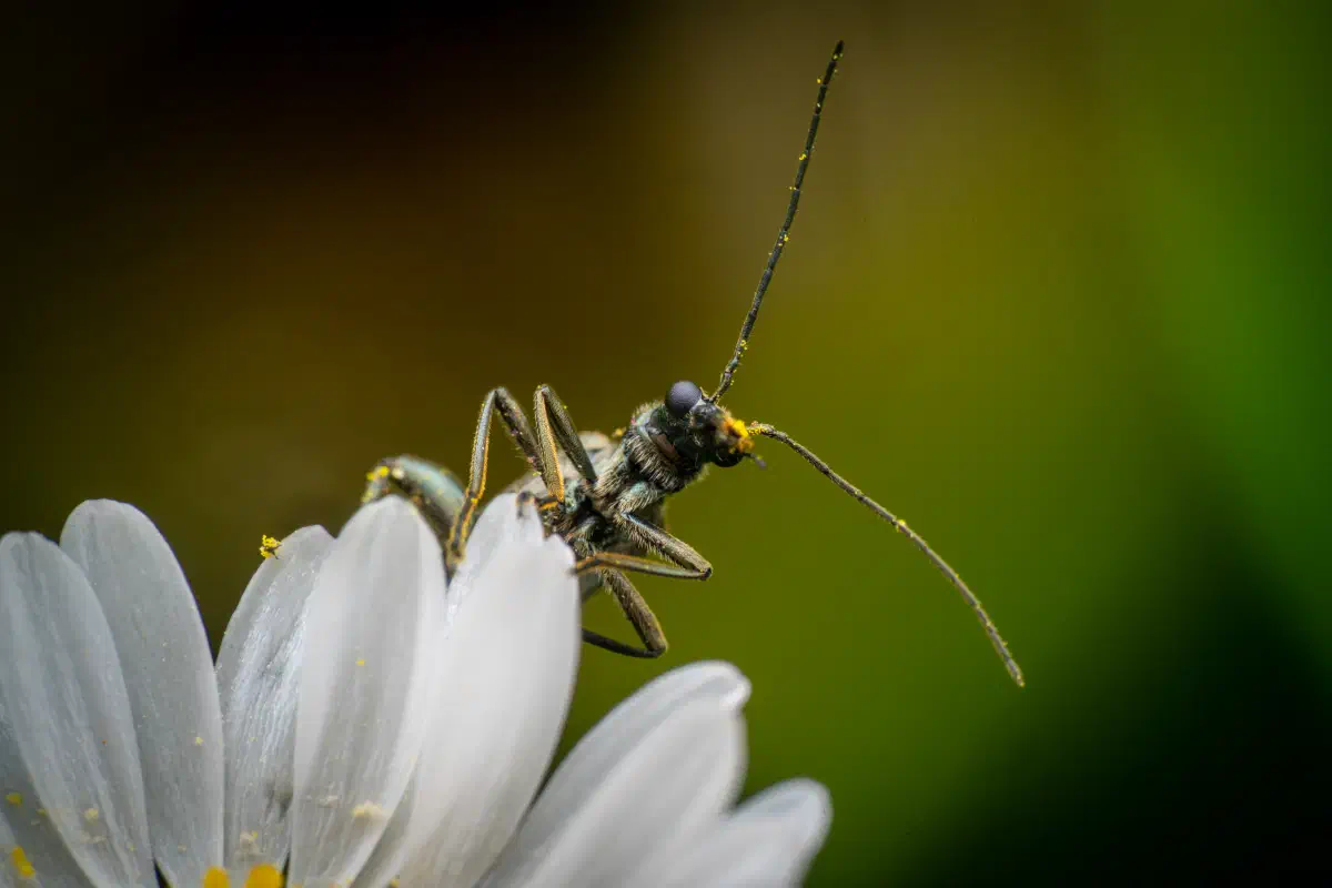 Graugrüner Schenkelkäfer
