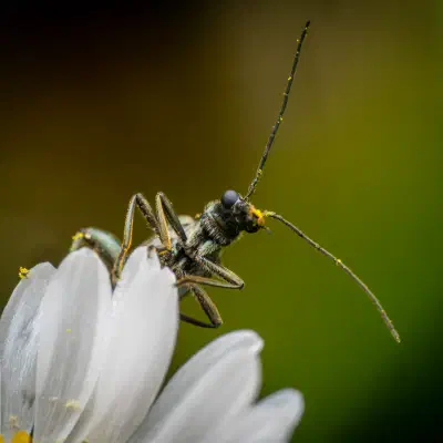 Graugrüner Schenkelkäfer