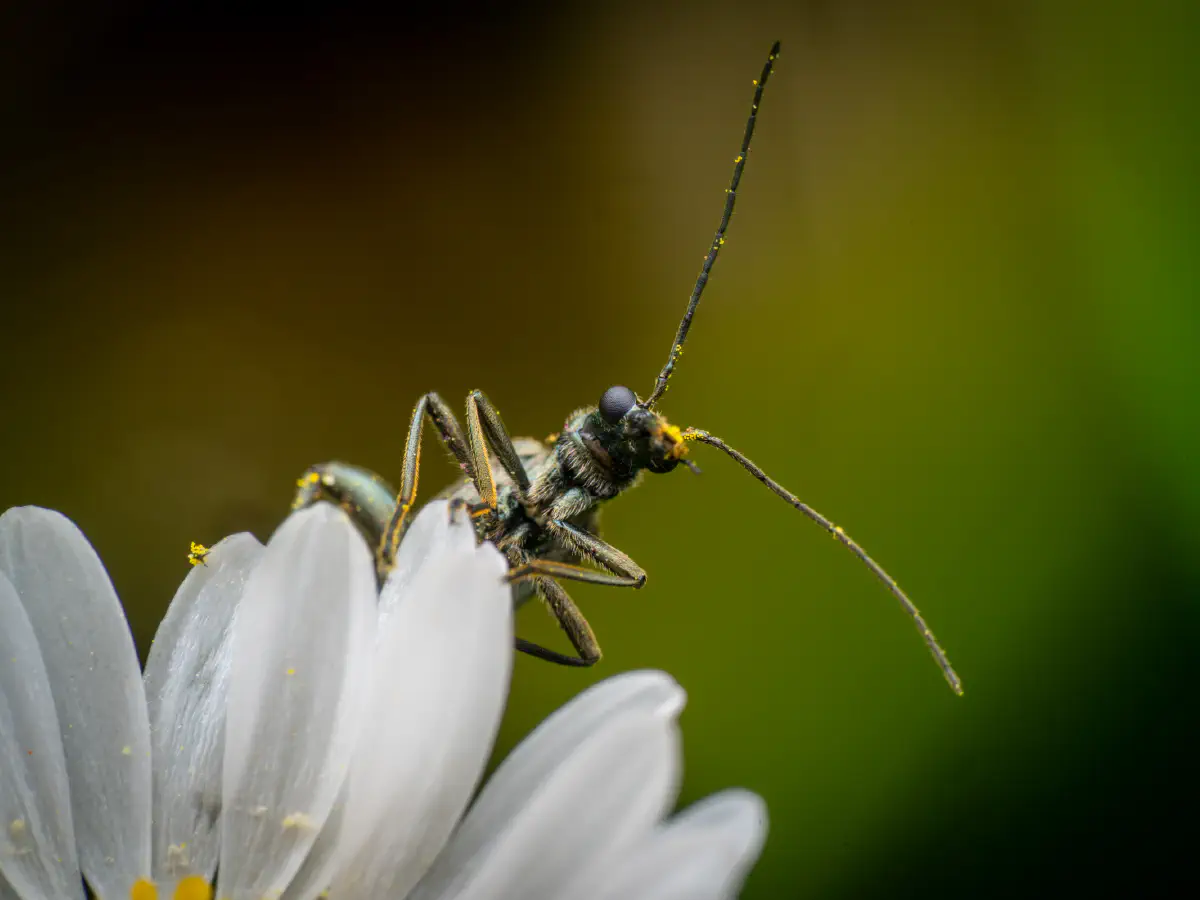 Graugrüner Schenkelkäfer