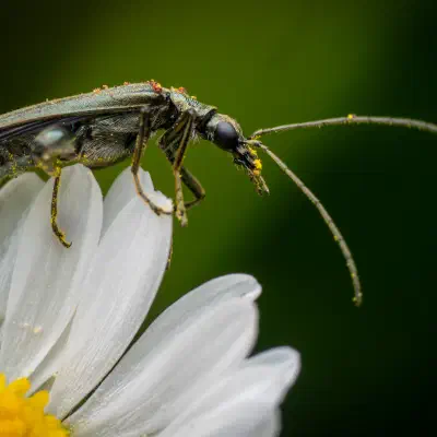 Graugrüner Schenkelkäfer