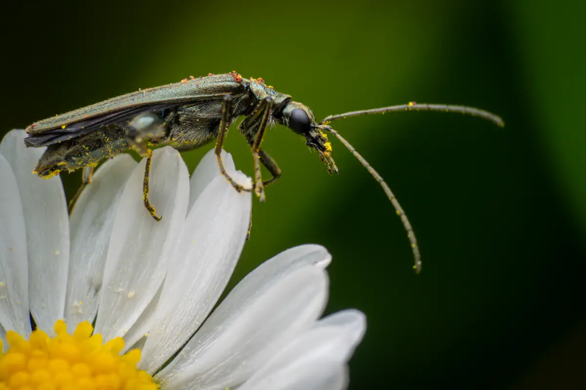 Graugrüner Schenkelkäfer