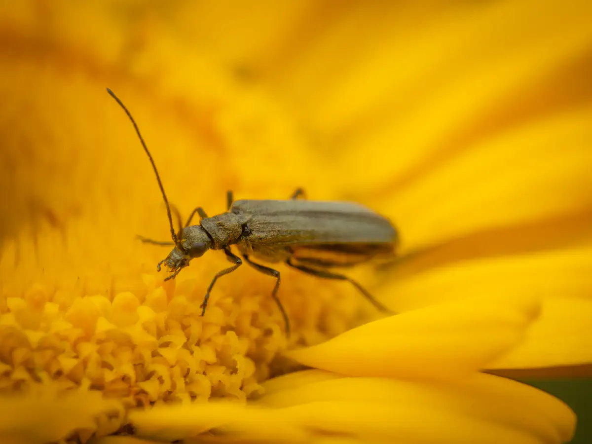 Graugrüner Schenkelkäfer