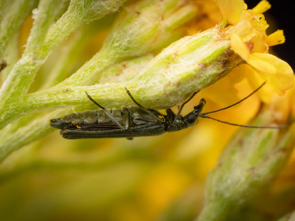 Graugrüner Schenkelkäfer
