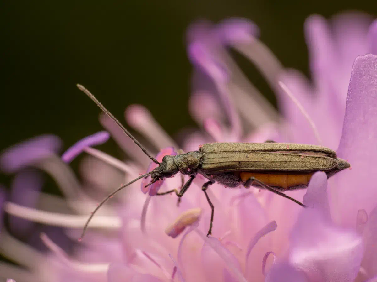 Grünlicher Scheinbockkäfer
