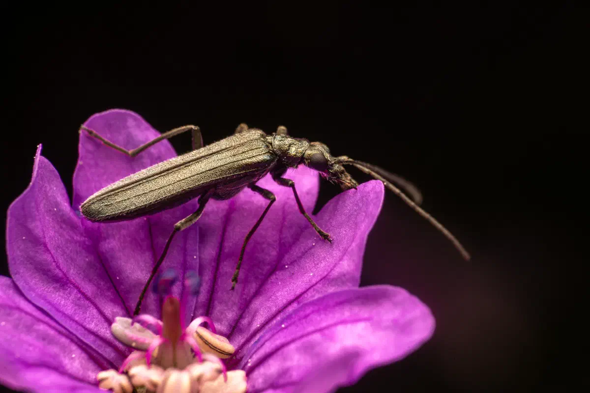 Oedemera lurida
