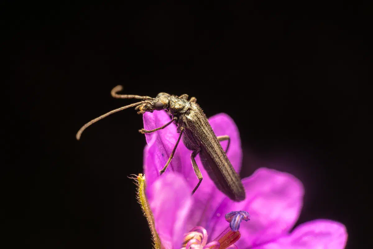 Oedemera lurida
