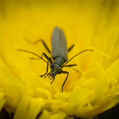 Grünlicher Scheinbockkäfer