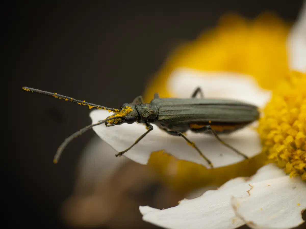 Grünlicher Scheinbockkäfer