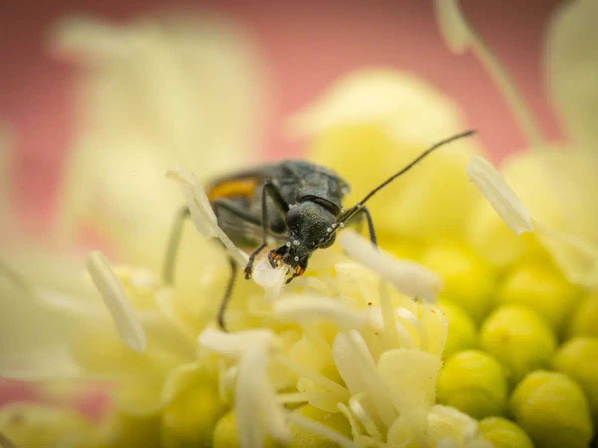 Grünlicher Scheinbockkäfer