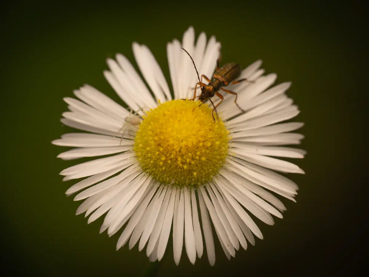 Metallgrüner Schenkelkäfer