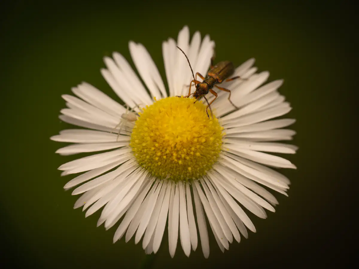 Metallgrüner Schenkelkäfer
