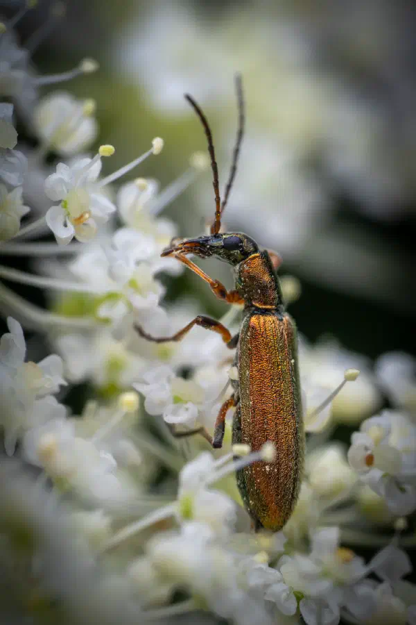 Metallgrüner Schenkelkäfer