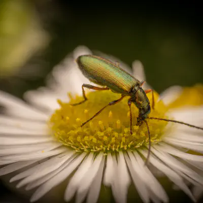 Metallgrüner Schenkelkäfer