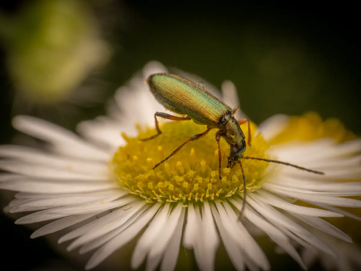 Metallgrüner Schenkelkäfer