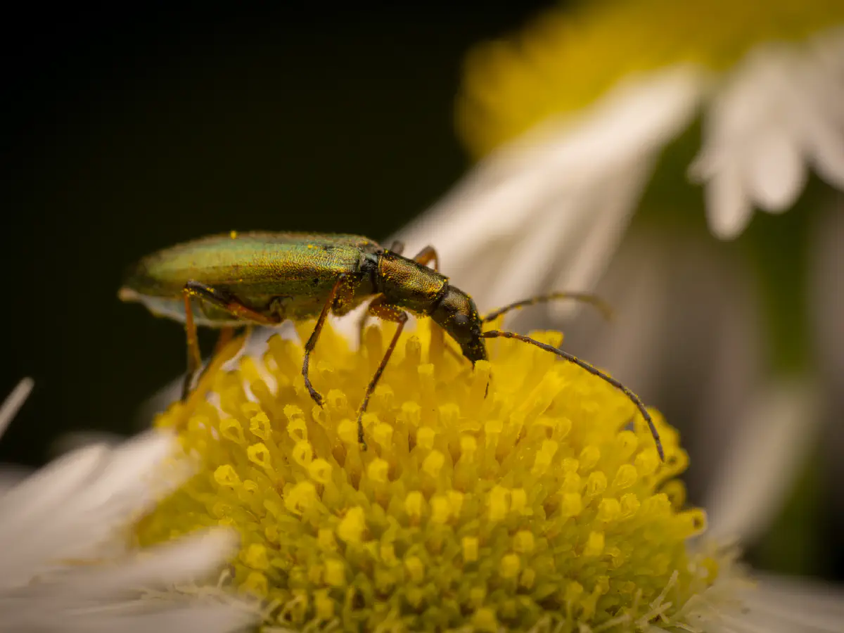 Metallgrüner Schenkelkäfer