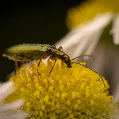 Metallgrüner Schenkelkäfer