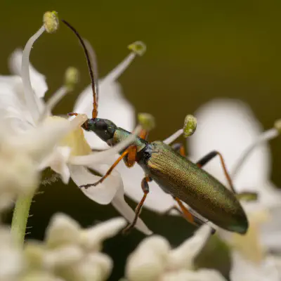 Metallgrüner Schenkelkäfer