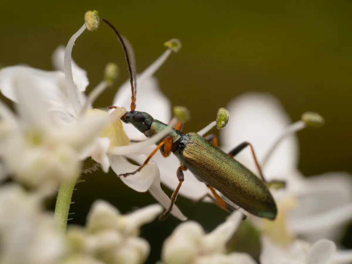 Metallgrüner Schenkelkäfer