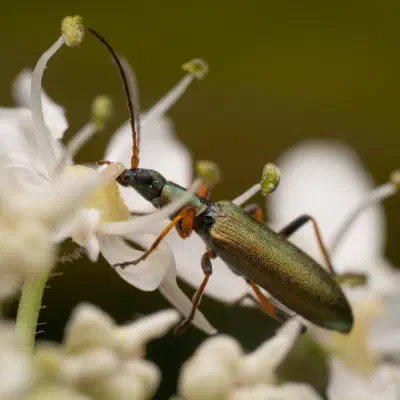Metallgrüner Schenkelkäfer