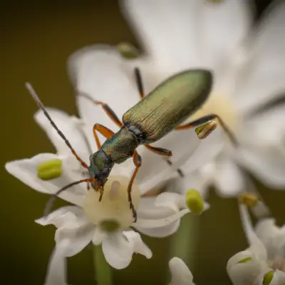 Metallgrüner Schenkelkäfer