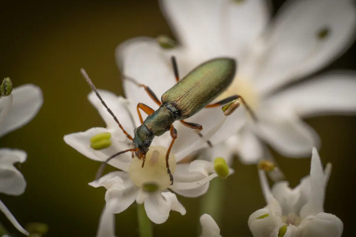 Metallgrüner Schenkelkäfer