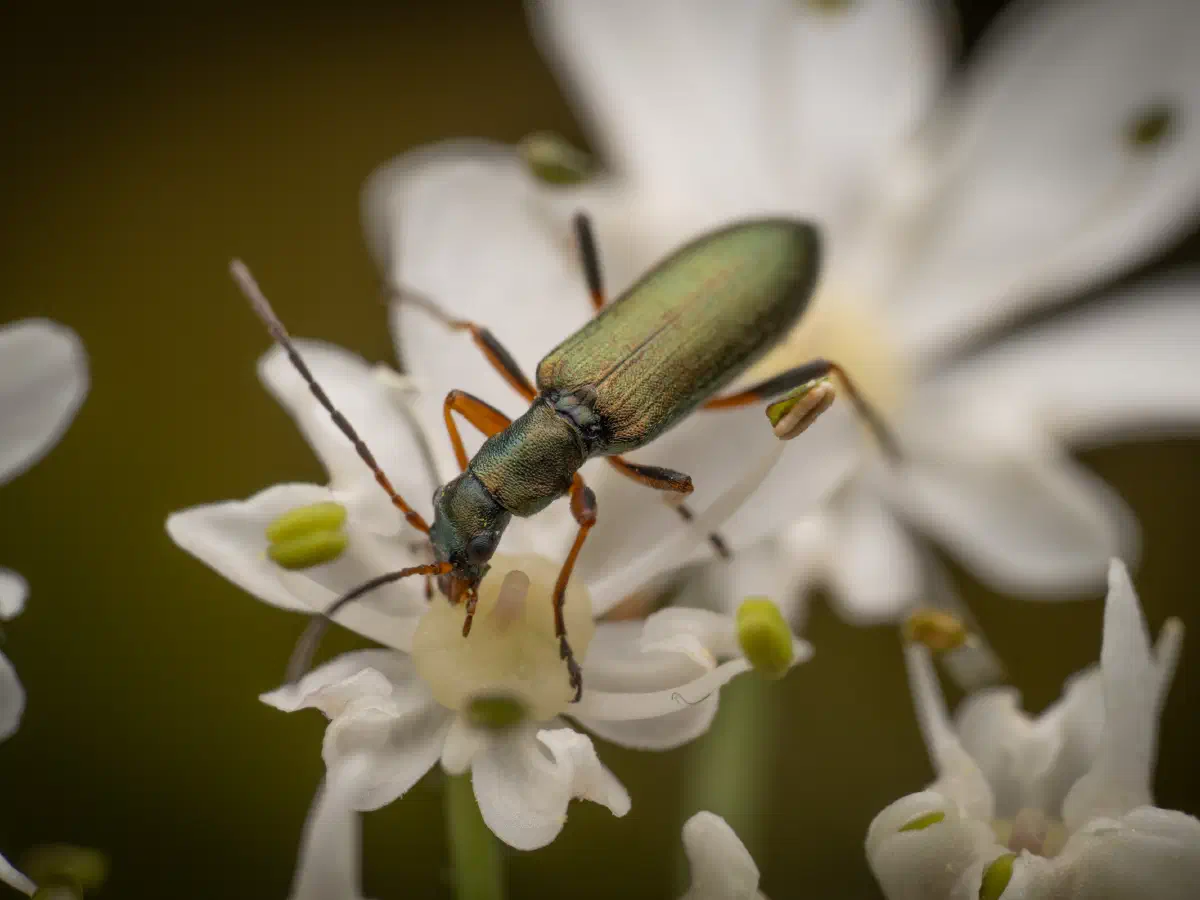 Metallgrüner Schenkelkäfer
