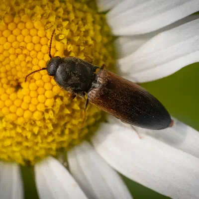 Gegürtelter Schnellkäfer