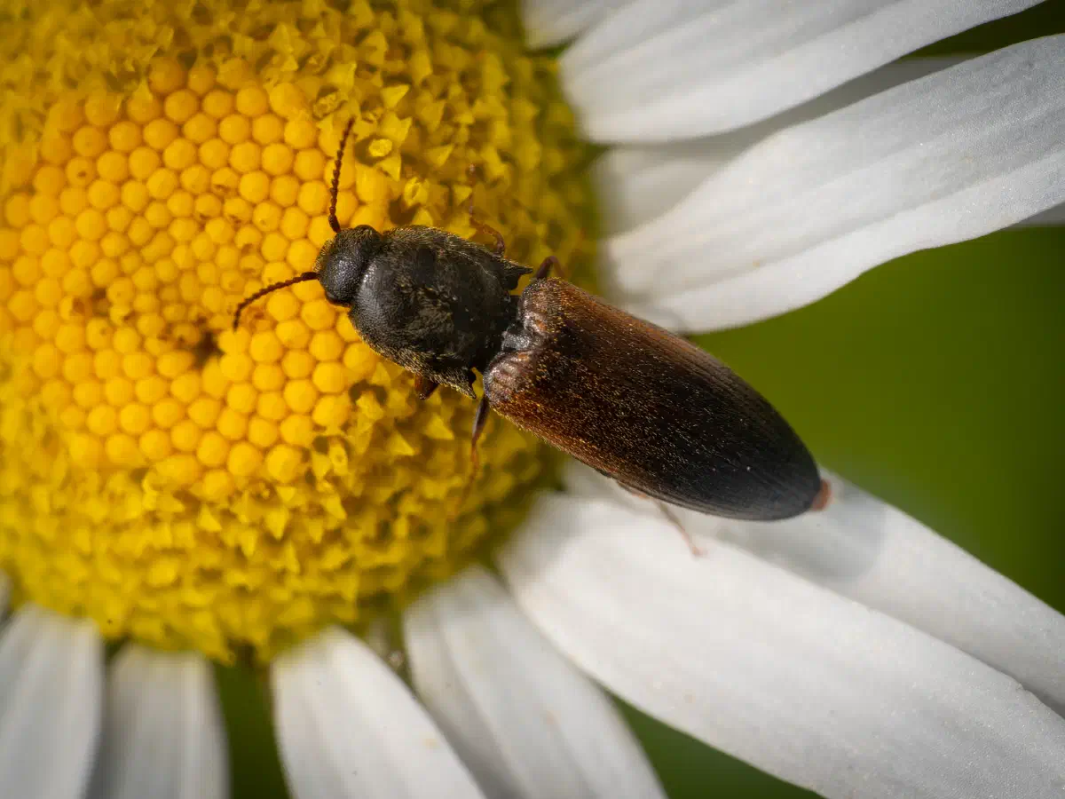 Gegürtelter Schnellkäfer