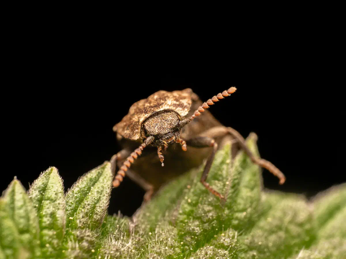 Mausgrauer Schnellkäfer