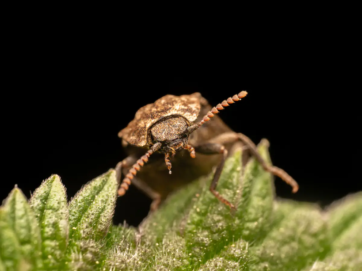 Mausgrauer Schnellkäfer