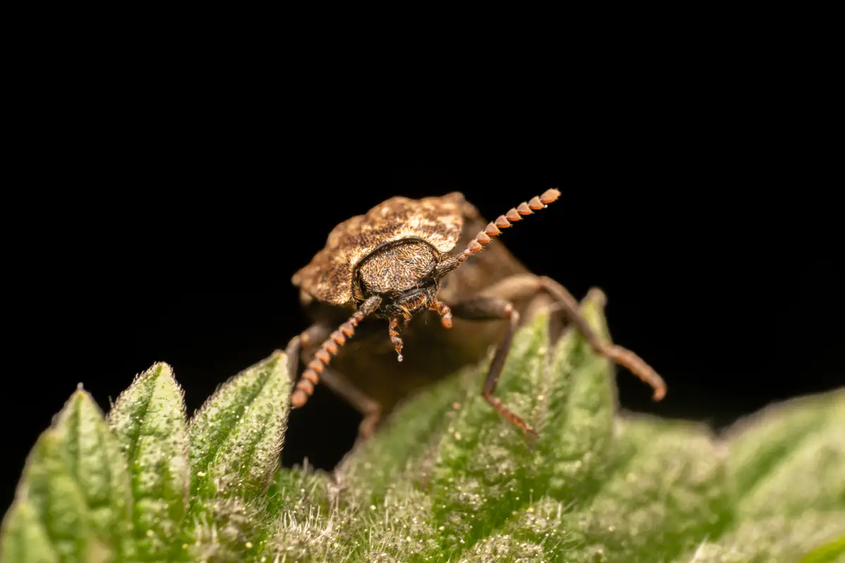 Mausgrauer Schnellkäfer