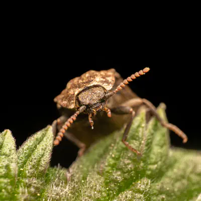 Mausgrauer Schnellkäfer