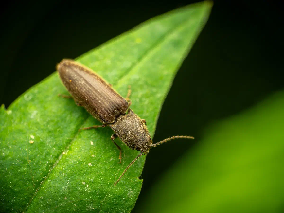 Rotbauchiger Laubschnellkäfer