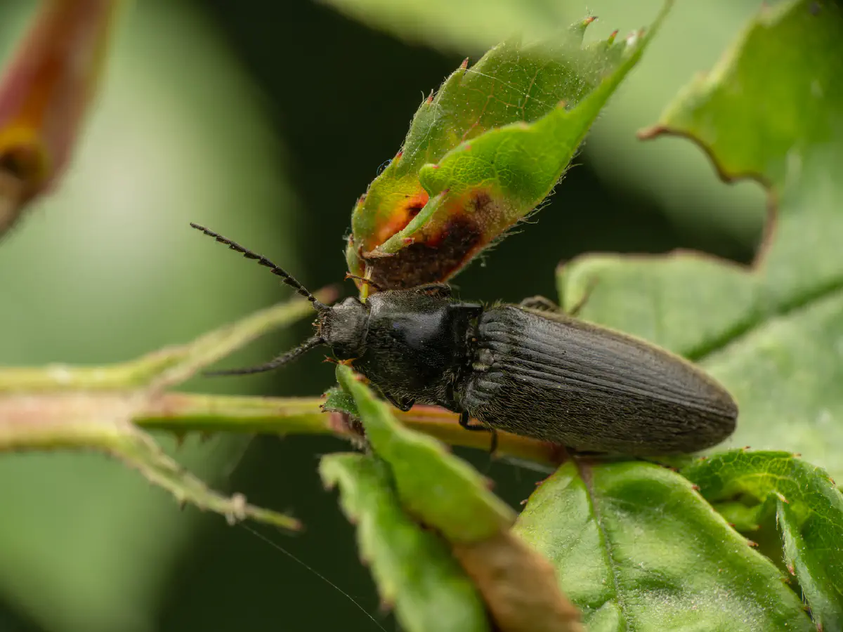 Schwarzer Rauhaarschnellkäfer