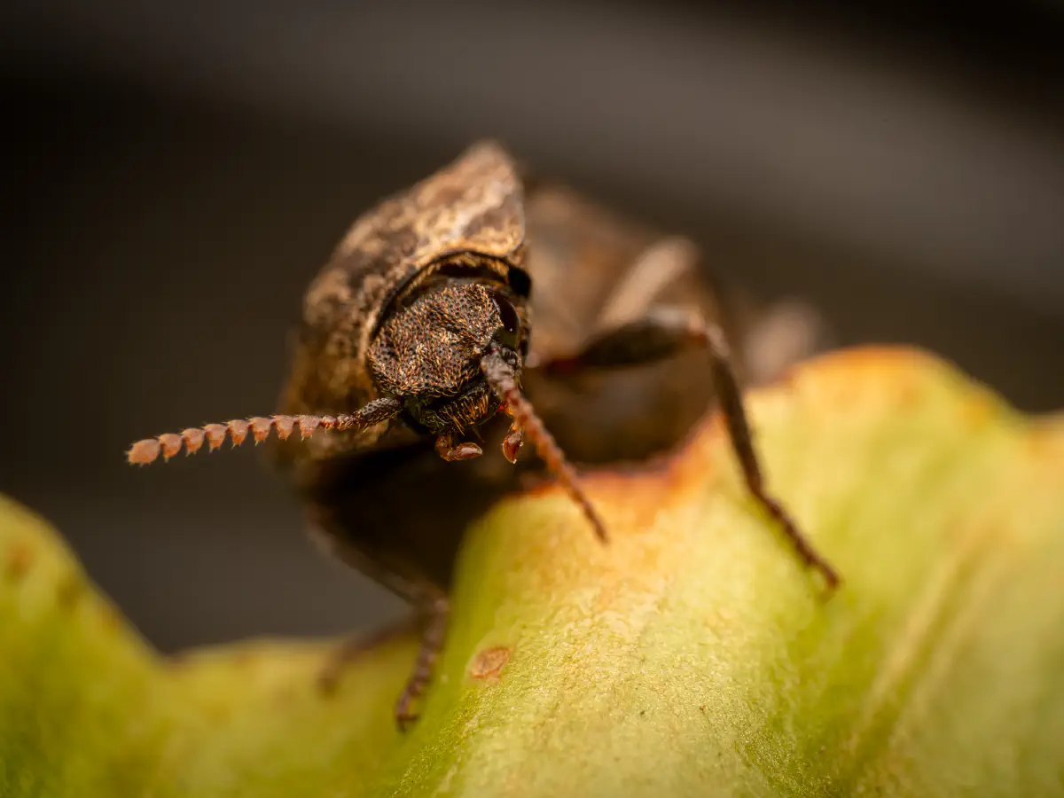 Seidenhaariger Schnellkäfer
