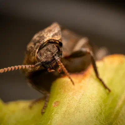 Seidenhaariger Schnellkäfer