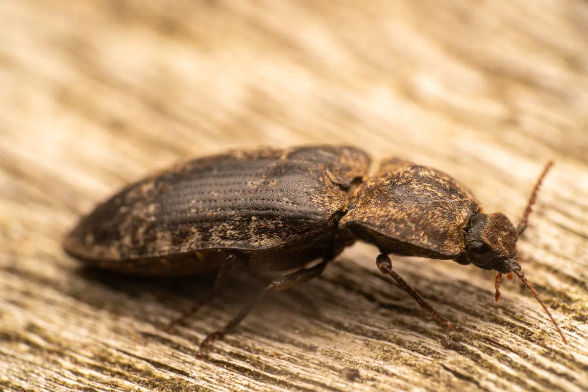 Seidenhaariger Schnellkäfer